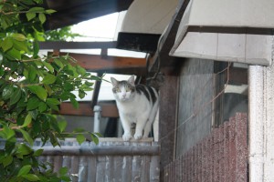 招き猫