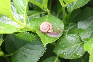 2011　5月 005